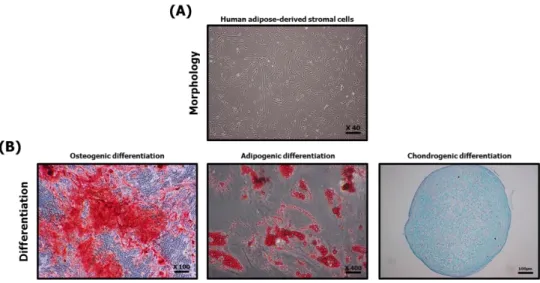 Figure  5.  Characterization  of  human  adipose-derived  stromal  cells  Using  microscope,  the  fibroblastic  morphology  of  hASCs  was  confirmed  (A),  and  the  differentiation  ability  to  osteocytes,  adipocytes  and  chondrocytes  was  confirmed