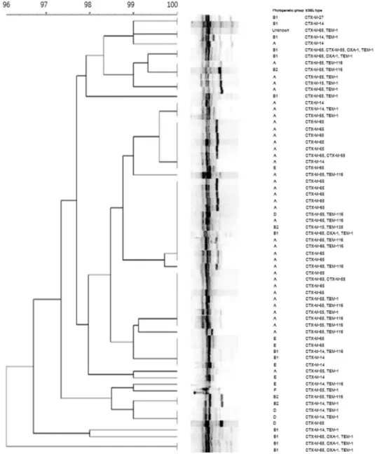 Fig 2.2. Phylogenetic analysis of 67 ESBL-producing E. coli strains with  RAPD-PCR
