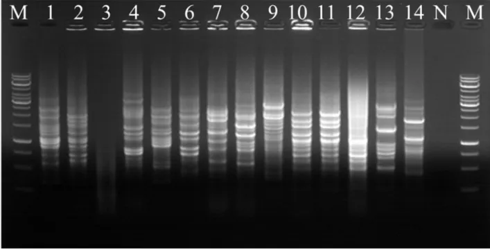Fig. 5. Fig. 5. Colony REP-PCR band patterns of isolates. Lane: 1, SH 2-4; 2, AS 2-4; 3, SM 2-2; 4, GJ 5; 5, DC 1; 6, BL; 7, HW; 8,  DC 3; 9, ND 1; 10, OP 3-3; 11, SGD; 12, SGL; 13, GJ 3; 14, ND 2; M, Marker; N, Negative control.