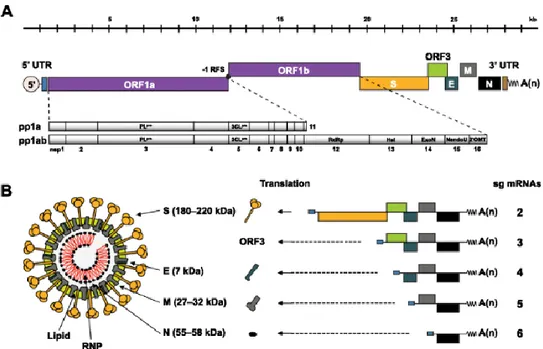 Figure 1. Genome organization and the structure of PEDV. (A) Structure of PEDV  genomic RNA (B) Model of PEDV structure (Lee 2015) 