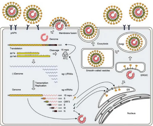 Figure  2.  PEDV  replication  cycle  and  infection  route  via  interaction  of  spike  protein with pAPN (Lee 2015)