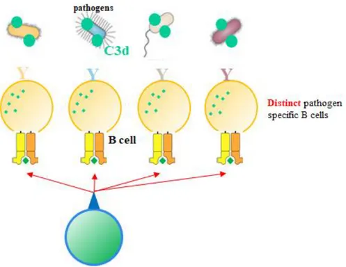 Figure 5 . Proposed biological role of C3d.   