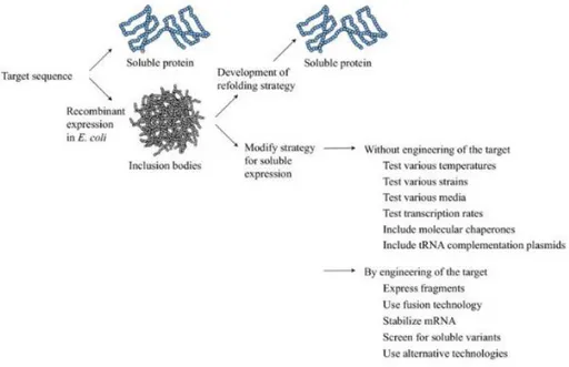 Figure 8. Downstream strategies to obtain soluble recombinant protein (Sørensen  and Mortensen 2005) 