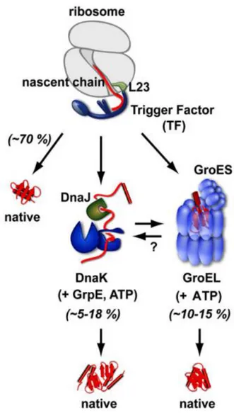 Figure  9.  The  role  of  trigger  factor  (tig)  chaperone  in  folding  nascent  protein  polypeptides (Hoffmann, Bukau et al