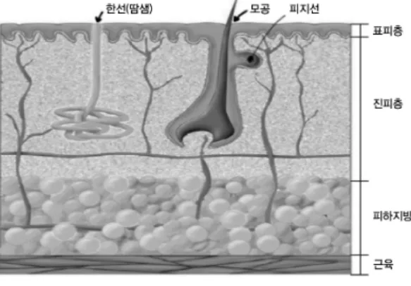 Fig. 1 Structure of skin 2)