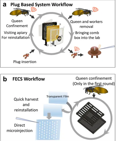 Figure 5. Schematic diagram of the plug-based queen rearing system and FECS a 