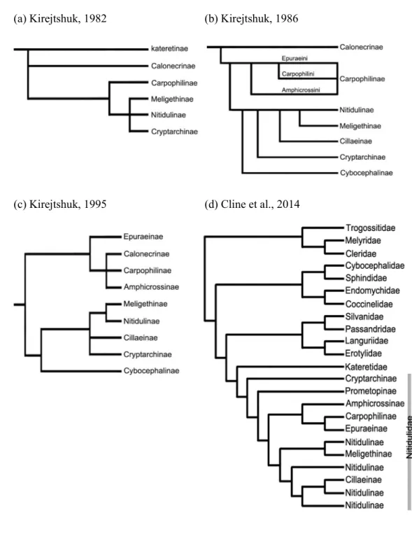 Fig. 6. Phylogenetic studies of the Family Nitidulidae. 