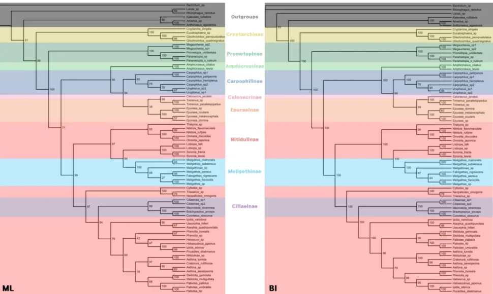 Fig. 7. Phylogenetic trees (ML, BI) indicating in subfamily level based on current classification 