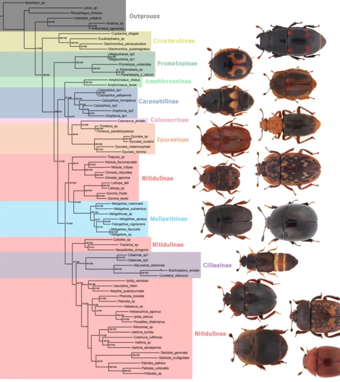 Fig. 8. Phylogenetic trees (ML/BI) of Nitidulidae 