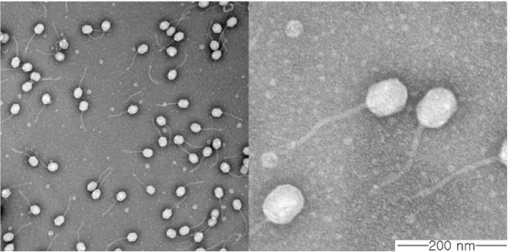 Figure  1.  Electron  microscopic  image  of negatively  stained  phage  CSP1.  The  phage  has  a  slightly  elongated  icosahedral  head and a long, non-contractile tail.