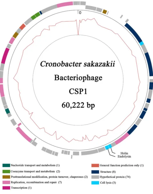 Figure  2. Genomic  map  of  phage  CSP1.  Genes  with  their  predicted  functions  are  represented  as  color  boxes