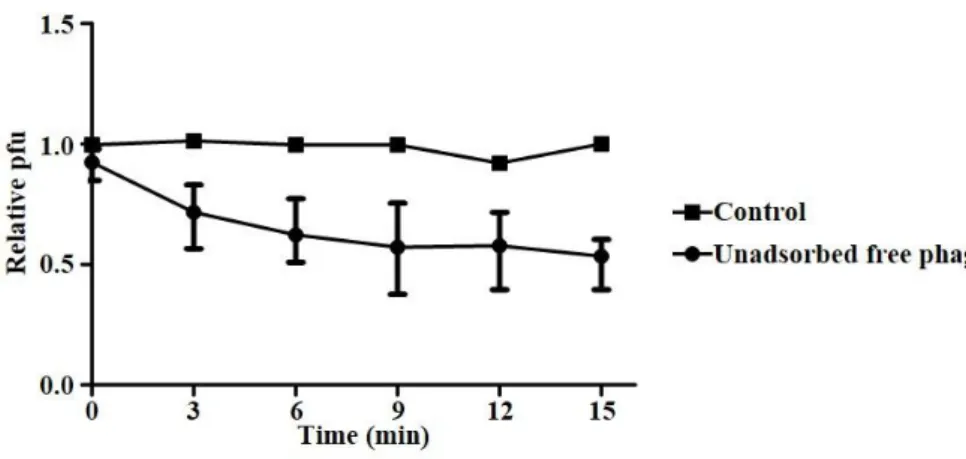 Figure 3. Adsorption of phage CSP1 to the host  C. sakazakii ATCC  29544 cells. CSP1 was mix with  C