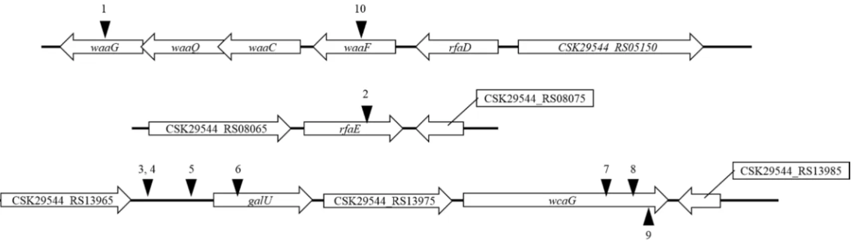 Figure  5.  Schematic  representation of  transposon  insertion sites in the  CSP1-resistant  C