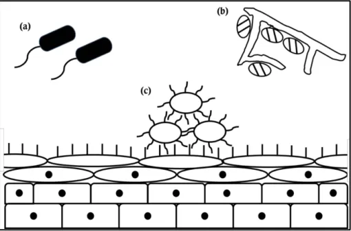 Figure  1.  Three different sub-populations of rumen bacteria. Diagram 