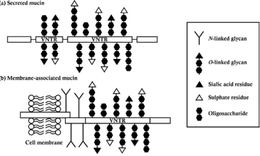 Figure 3. Molecular structure of mucins. There are two types of mucins: 