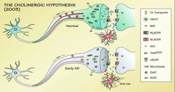 Fig. 2. Cholinergic hypothesis of Alzheimer ’s disease. Schematic representation 