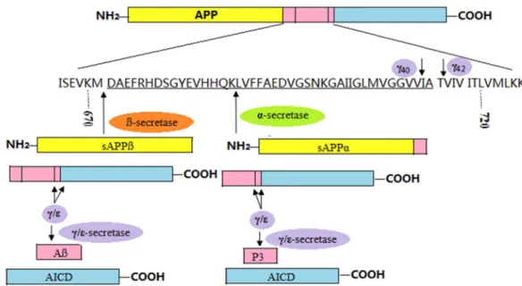 Figure  3.  Schematic  to  show  the  hydrolysis  of  APP. APP  is  hydrolyzed  into 