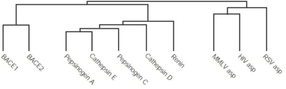 Fig. 4. Evolutionary tree showing the relationship between BACE-1, BACE-2, and other aspartic protease