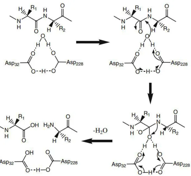 Fig. 5 Structure  of  the  BACE1  protein.  Based  on  PyMOL  rendering  of  PDB  1fkn.