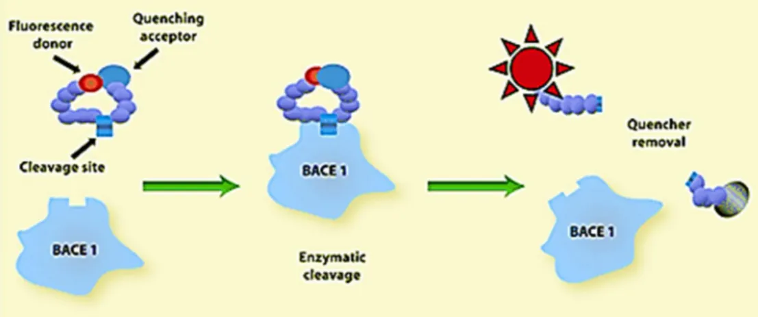 Fig. 7 Principle of FRET based BACE-1 activity assay