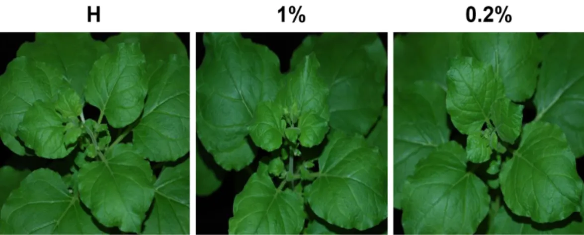 Fig. 1. Testing possible side effect(s) of the natural compound on Nicotiana benthamiana