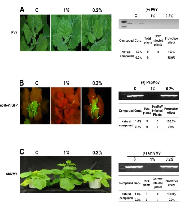 Fig. 3. Inhibitory effect of the compound at different concentrations, i.e. 1% and 0.2% (v/v),  against  PVY  (A),  PepMoV  (B)  and  ChiVMV  (C)  on  N