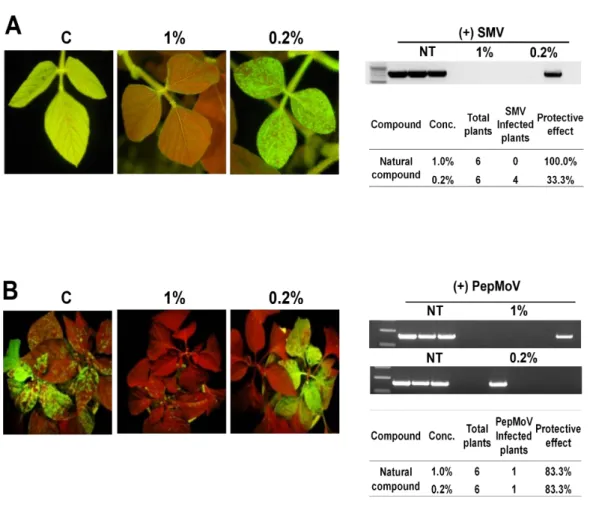 Fig. 4. Inhibitory effect of the compound at different concentrations, i.e. 1% and 0.2% (v/v),  against SMV (A) and PepMoV (B) on soybean and pepper plants, respectively