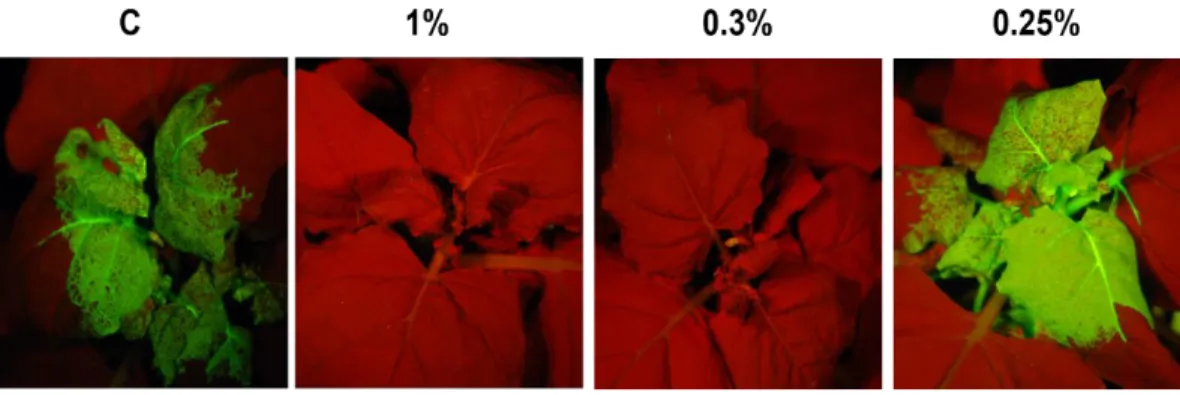 Fig. 6. Minimum inhibitory concentration of the compound against PepMoV. C represents  water  treated  control  while  1%,  0.3%,  and  0.25%  represent  the  compound  trreated  at  indicated  dilution  (v/v)