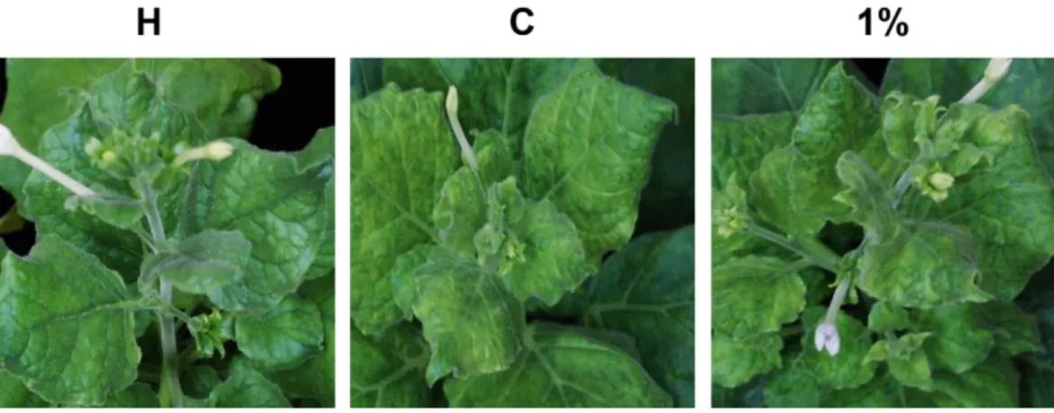 Fig. 7. Curative effect of the compound against PVY. H represents un-inoculated healthy  plant