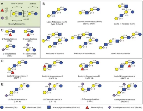Figure  1.  Typical  HMO  structures.  (A)  HMOs  follow  a  basic  structural blueprint