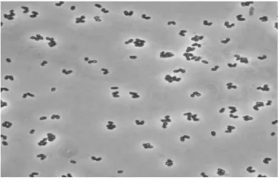 Figure  5.  Corynebacterium  glutamicum.  (A)  Phase-contrast  micrograph of  C. glutamicum cells grown on complex medium