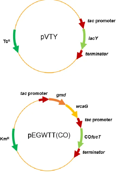 Figure 7. Genetic maps of plasmids pVTY and pEGWTT(CO) 