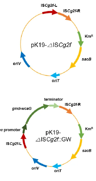 Figure  9.  Genetic  maps  of  plasmids  pK19- △ISCg2f  and  pK19- pK19-△ISCg2f::GW 