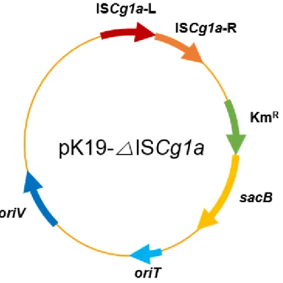 Figure 10. Genetic map of plasmidspK19- △ISCg1a 
