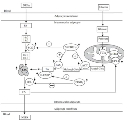 Figure  3.  The  impact  of  low  dietary  protein  on  lipid  metabolism  in  porcine  muscle  tissue  (Wang  et  al.,  2012)  ↑:  Up-regulation  of  gene  expression  or  increased  concentration  of  metabolite