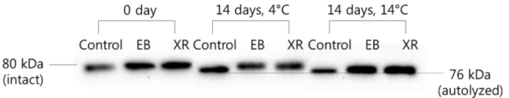 Fig 2. Western  blot of  calpain-1  in  the  sarcoplasmic  fraction  of  the  EB-  and 
