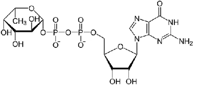 Figure 3. Structure of guanosine 5’- diphospho-β- L -fucose (GDP-L-