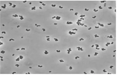Figure  5.  Corynebacterium  glutamicum.  (A)  Phase-contrast  micrograph of  C. glutamicum cells grown on complex medium
