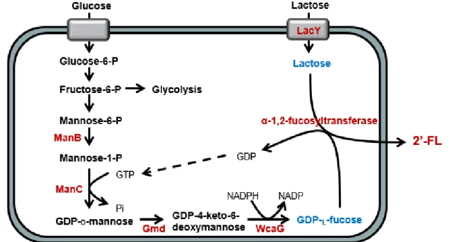 Figure 6. Biosynthesis pathway of 2’-FL from glucose and lactose in engineered C. glutamicum (Jo, Thesis