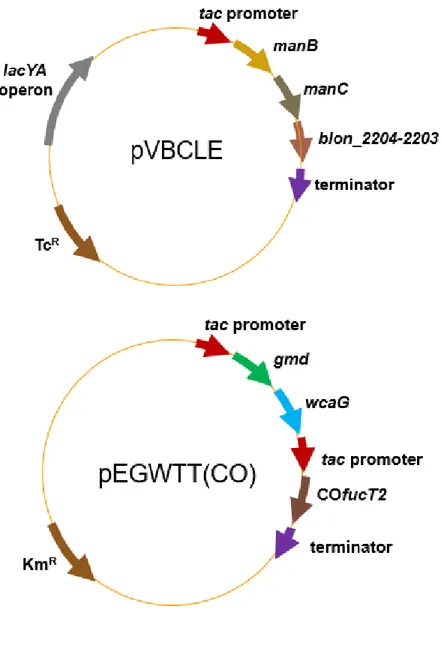 Figure 7. Genetic maps of plasmids pVBCLE and pEGWTT(CO) 