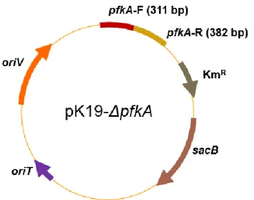 Figure 8. Genetic maps of plasmids pK19- △pfkA 