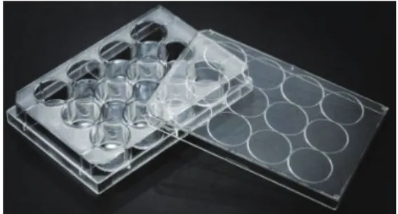 Fig. 2. Well plate for scaffold standard. 