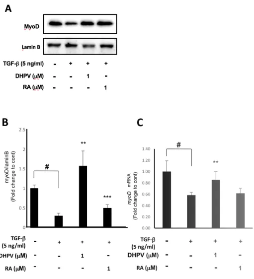 Figure 2. DHPV treatment stimulates myoD expression against  TGF- β . (A) 