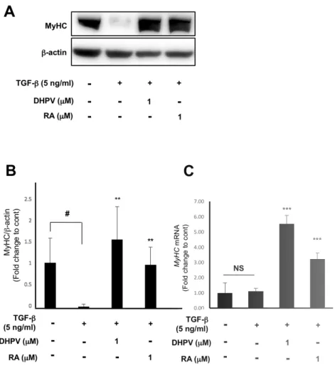 Figure  4.  DHPV  treatment  elevates  myosin  heavy  chain  expression  even  in 