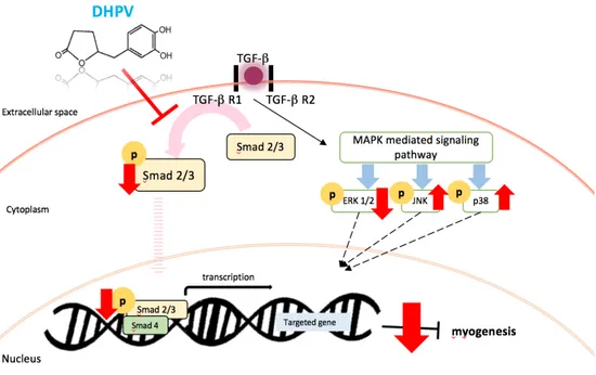 Figure 6. The summary of the myogenic role of DHPV on C2C12 myogenesis 