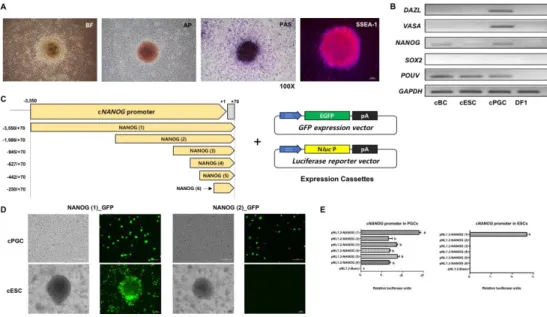 Figure 1.  NANOG  promoter in chicken has different regulatory 