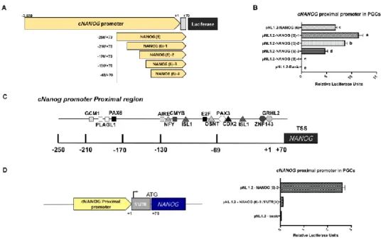 Figure 2. The proximal region of the c NANOG  promoter contains a  cis  –  regulatory  elementary in the upstream of  core - region  (A) By 5’ deletion  assay, four constructs including different lengths of 5’ flanking sequences  including 5’ UTR were anal