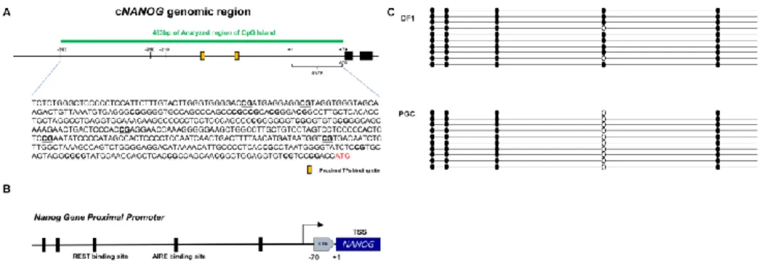 Figure 4. Methylation Analysis of proximal region shows that c NANOG