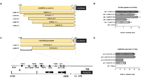 Figure 5. Selection of Transcription factor of Distal region by deletion Assay  and Validation by knockdown assay (A) Deletion Assay of six fragments of 