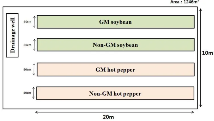 Figure 1. The experimental field design for environmental risk assessment of GM soybean and hot pepper